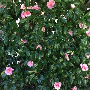 Meet your Posher, Daniella